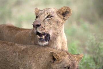 Lioness Close Up Portrait with Open Mouth and Cub in Nairobi National Park Kenya © Paul