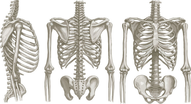 human-torHuman skeletal system anatomy of the torso, chest, and arms. Vintage-style vector illustration showing front, back, and side views of the rib cage, spine, peso-skeleton-anatomy-vector.eps.eps