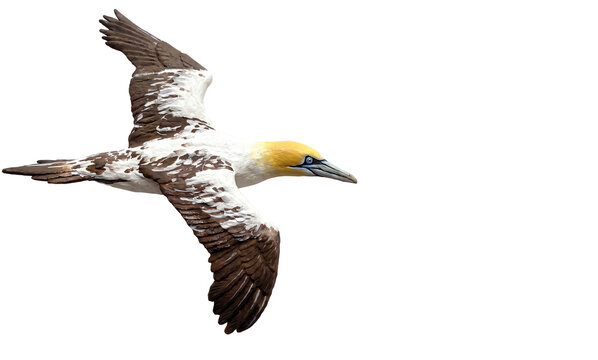 A Northern Gannet (Morus bassanus) gliding with its wings spread, silhouetted against a transparent background.