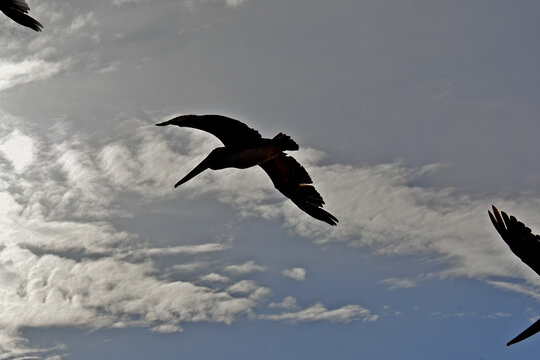 Central silhouette of brown Pelican with partial silhouettes of two others in field of view, Bodega Bay, California 
