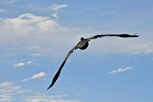Aerodynamic body shape of brown pelican with a wingspan of 6 to 7+ feet banks left over Bodega Bay, California 