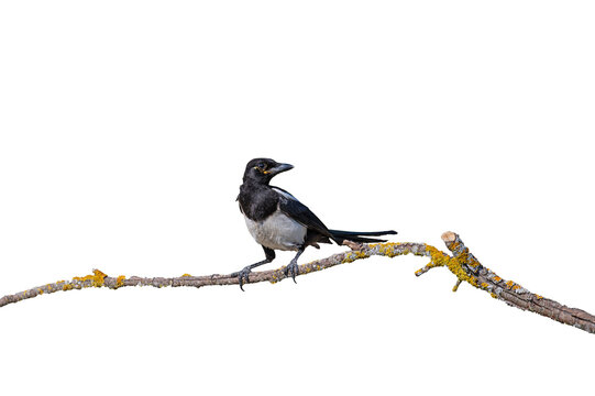 A magpie perched on an isolated, moss-covered tree branch against a transparent background, looking back.