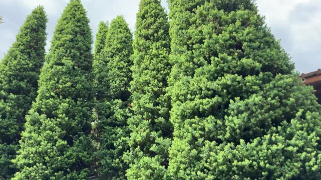 Slow Tilt Up Shot of Tall Green Pine Trees Against Cloudy Sky 4K