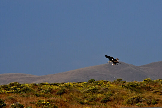 Raptor, probably Osprey with whole fish in talons flying inland, Bodega Bay, California 