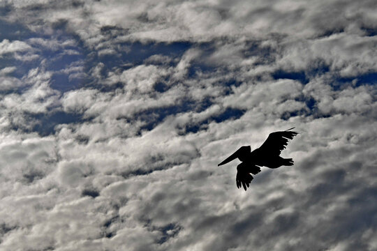 Silhouette of Brown Pelican backed by dramatic cloudscape, Bodega Bay, California 