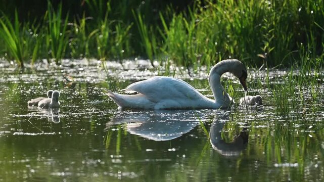 Mute Swan With Chicks Eating In The Pond