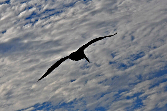 Brown Pelican heading toward blue sky, Bodega Bay , California 