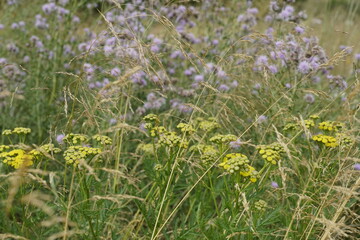 Obraz premium Gras Land im Sommer mit Blumen, florales Motiv