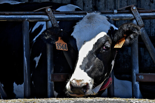 Holstein Cow in milking bay, Sonoma County, California 