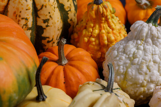 Autumn harvest of decorative pumpkins and gourds background