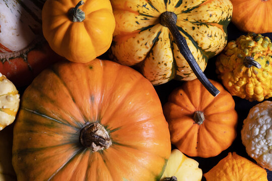 Autumn harvest of decorative pumpkins and gourds background