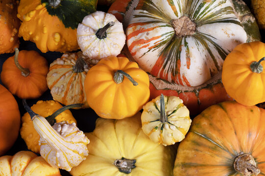 Autumn harvest of decorative pumpkins and gourds background