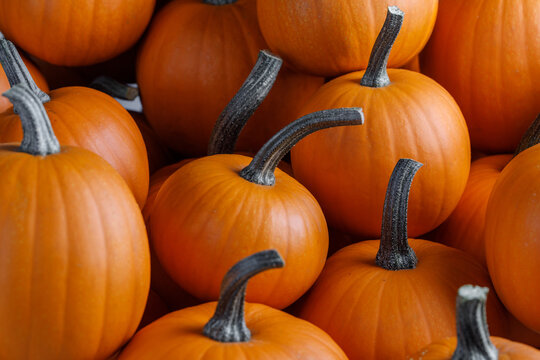 Autumn harvest of decorative pumpkins and gourds background
