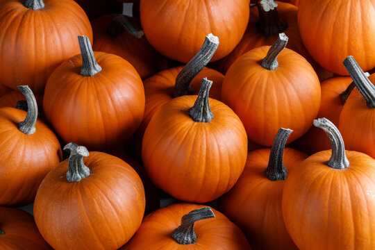 Autumn harvest of decorative pumpkins and gourds background