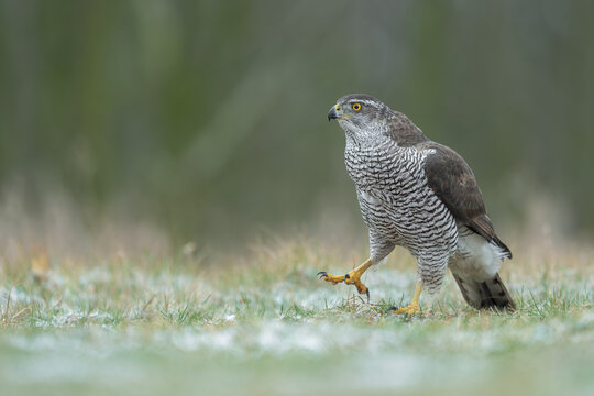 Northern Goshawk walking across frosty meadow in natural habitat