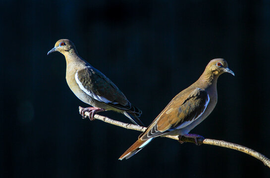 whitewing dove on branch with black background
