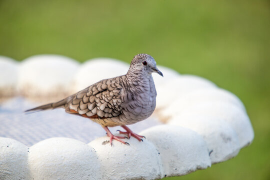 inca dove on birdbath