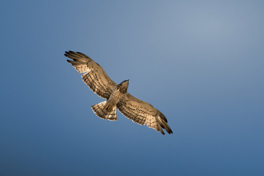 Short-toed snake eagle (Circaetus gallicus) soaring in flight against a clear blue sky