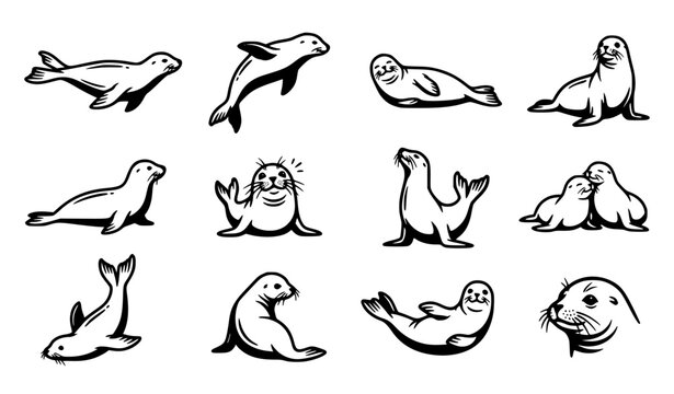 Seal and sea lion vector illustration icon set black and white line art isolated on white background