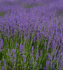 Obraz premium Close-Up of Blooming Lavender Flowers in a Sunny Field as a natural floral background. 