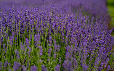 Fototapeta premium Close-Up of Blooming Lavender Flowers in a Sunny Field as a natural floral background. 