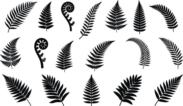 Set of black fern leaf silhouettes as a decorative flower vector collection for nature inspired graphic design