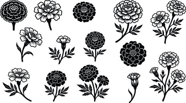 Set of hand drawn marigold flower vector illustrations for floral design projects and botanical art collections