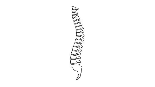 Minimalist human spine vector icon illustration, clean black line art of the vertebral column showing vertebrae and sacrum, isolated on white background for medical, anatomical, or health design use.
