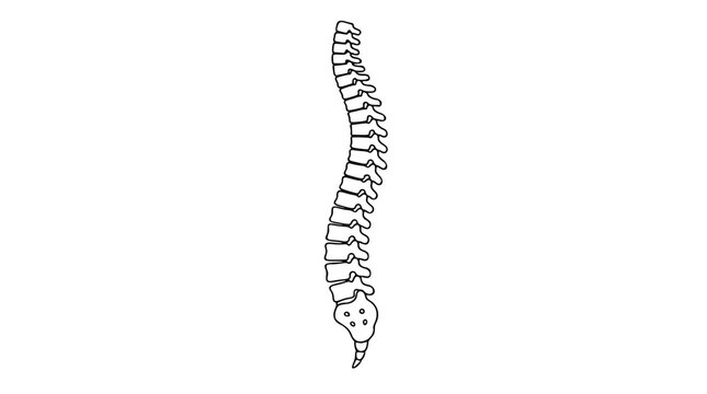 Minimalist human spine vector icon illustration, featuring a clean black outline of the vertebral column and sacrum, perfect for medical diagrams, chiropractic branding, or anatomical educational