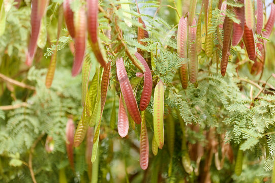 Flora of Gran Canaria - Leucaena leucocephala, Leadtree, introduced and invasive tree
