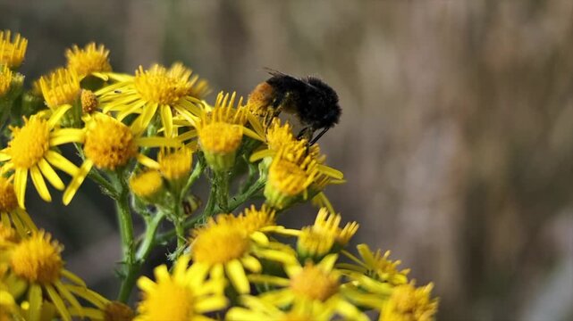 Macro footage of a bumble bee collecting pollen in summer