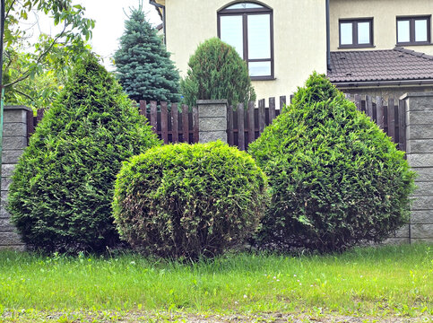 Green hedge made of thuja wood. Nature, background.