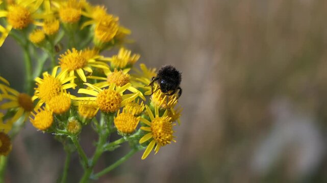 Macro footage of a bumble bee collecting pollen in summer