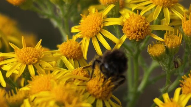 Macro footage of a bumble bee collecting pollen in summer