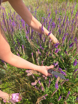 Close-up: a female healer's hands gathering medicinal herbs; a knife cuts fresh sage for essential oil production.