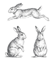 Obraz premium Hand drawn rabbit set with multiple natural poses in antique ink illustration. Rabbit pair collection featuring front, side, and resting views in monochrome vintage line art.