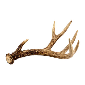Weathered deer antler isolated on a transparent background, showcasing natural texture and earthy tones, perfect for rustic and wildlife-themed designs.