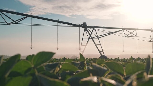 Center pivot irrigation stands over soybean field at sunrise. Agricultural equipment waters crop plants. Pivot sprinkler over soybean field. Sunrise farming with irrigation pivot system.