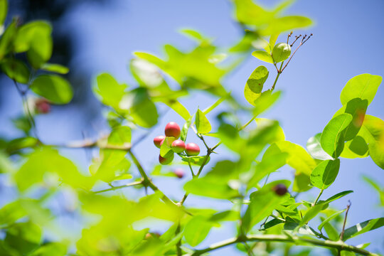 Closeup of carissa carandas berries hanging on a thorny branch against a clear blue sky