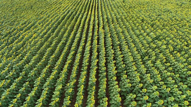 An aerial drone shot of a field of yellow sunflowers lined up in rows. Concepts of organic farming, summer, and agricultural production.