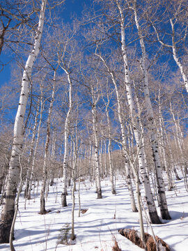 Tall quaky aspen trees on the mountain side, fresh snow and blue skies.  Wasatch Mountains, Sundance, Utah.