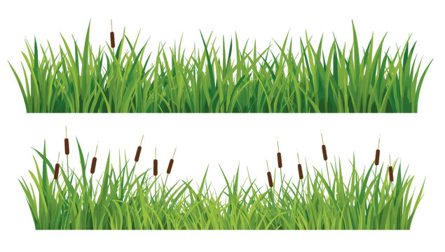 Two rows of lush green grass blades and brown cattail plants isolated on a black background, for nature work isolated on a transparent background