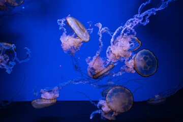 jellyfish in aquarium © Darya