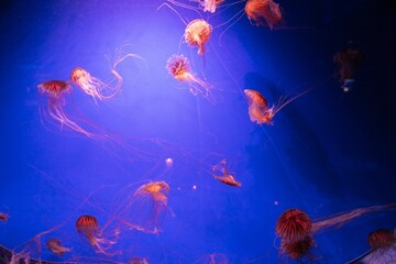 jellyfish in the water © Darya