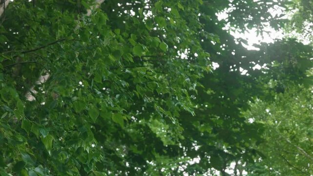 Green forest branches of a broadleaf tree