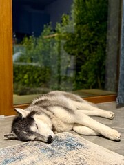 siberian husky dog lying on the ground © Anna