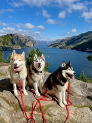 siberian husky lysefjord © Anna