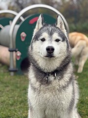 siberian husky dog © Anna