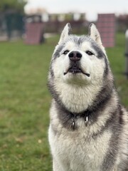 siberian husky dog © Anna