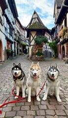 husky dog alsase © Anna